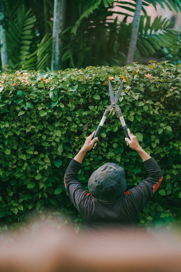 Hands using long shears to trim the top of a leafy hedge