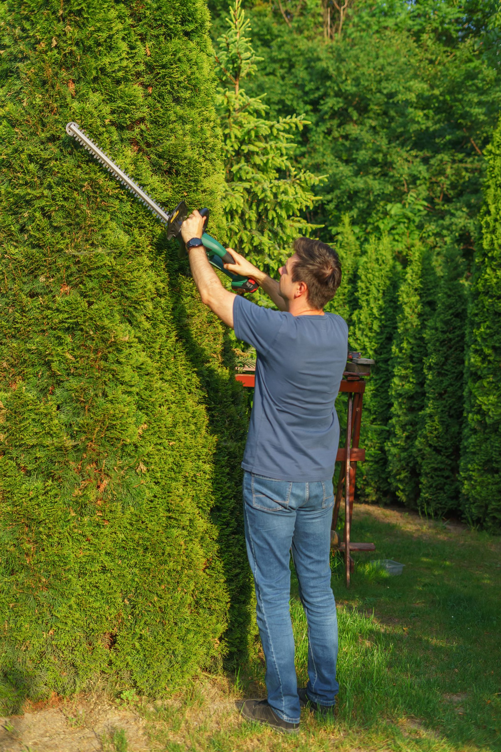 A local gardener trimming a tall conifer hedge in a sunny suburban Surrey garden